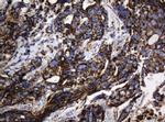 Hsp60 (HSPD1) Antibody in Immunohistochemistry (Paraffin) (IHC (P))