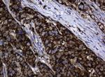 Hsp60 (HSPD1) Antibody in Immunohistochemistry (Paraffin) (IHC (P))