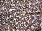 Hsp60 (HSPD1) Antibody in Immunohistochemistry (Paraffin) (IHC (P))