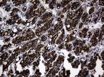 Hsp60 (HSPD1) Antibody in Immunohistochemistry (Paraffin) (IHC (P))