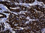 Hsp60 (HSPD1) Antibody in Immunohistochemistry (Paraffin) (IHC (P))