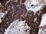 Hsp60 (HSPD1) Antibody in Immunohistochemistry (Paraffin) (IHC (P))