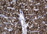 Hsp60 (HSPD1) Antibody in Immunohistochemistry (Paraffin) (IHC (P))