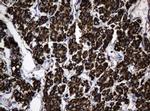 Hsp60 (HSPD1) Antibody in Immunohistochemistry (Paraffin) (IHC (P))