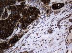 Hsp60 (HSPD1) Antibody in Immunohistochemistry (Paraffin) (IHC (P))