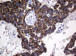 Hsp60 (HSPD1) Antibody in Immunohistochemistry (Paraffin) (IHC (P))