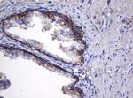 Hsp60 (HSPD1) Antibody in Immunohistochemistry (Paraffin) (IHC (P))