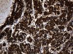 Hsp60 (HSPD1) Antibody in Immunohistochemistry (Paraffin) (IHC (P))