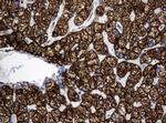 Hsp60 (HSPD1) Antibody in Immunohistochemistry (Paraffin) (IHC (P))