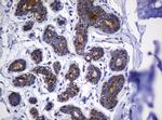 Hsp60 (HSPD1) Antibody in Immunohistochemistry (Paraffin) (IHC (P))