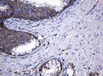 Hsp60 (HSPD1) Antibody in Immunohistochemistry (Paraffin) (IHC (P))