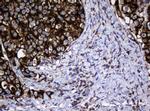 Hsp60 (HSPD1) Antibody in Immunohistochemistry (Paraffin) (IHC (P))