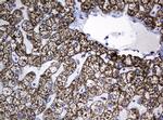 Hsp60 (HSPD1) Antibody in Immunohistochemistry (Paraffin) (IHC (P))