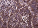 Hsp60 (HSPD1) Antibody in Immunohistochemistry (Paraffin) (IHC (P))