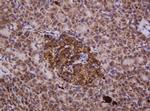 Hsp60 (HSPD1) Antibody in Immunohistochemistry (Paraffin) (IHC (P))