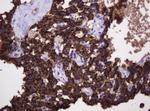 Hsp60 (HSPD1) Antibody in Immunohistochemistry (Paraffin) (IHC (P))