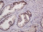 Hsp60 (HSPD1) Antibody in Immunohistochemistry (Paraffin) (IHC (P))