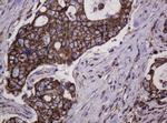 Hsp60 (HSPD1) Antibody in Immunohistochemistry (Paraffin) (IHC (P))