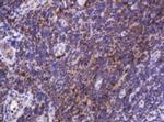 Hsp60 (HSPD1) Antibody in Immunohistochemistry (Paraffin) (IHC (P))