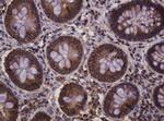 Hsp60 (HSPD1) Antibody in Immunohistochemistry (Paraffin) (IHC (P))