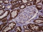 Hsp60 (HSPD1) Antibody in Immunohistochemistry (Paraffin) (IHC (P))