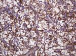 Hsp60 (HSPD1) Antibody in Immunohistochemistry (Paraffin) (IHC (P))