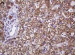 Hsp60 (HSPD1) Antibody in Immunohistochemistry (Paraffin) (IHC (P))