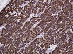 Hsp60 (HSPD1) Antibody in Immunohistochemistry (Paraffin) (IHC (P))