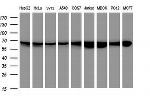 Hsp60 (HSPD1) Antibody in Western Blot (WB)