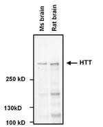 Huntingtin Antibody in Western Blot (WB)