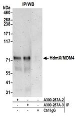 HdmX/MDM4 Antibody in Western Blot (WB)