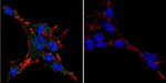 HSP27 Antibody in Immunocytochemistry (ICC/IF)