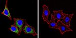 HSP27 Antibody in Immunocytochemistry (ICC/IF)