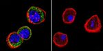 HSP27 Antibody in Immunocytochemistry (ICC/IF)