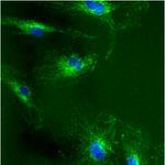 mtHSP70 Antibody in Immunocytochemistry (ICC/IF)