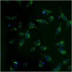 mtHSP70 Antibody in Immunocytochemistry (ICC/IF)