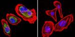 HSP90 beta Antibody in Immunocytochemistry (ICC/IF)