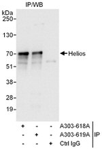 Helios Antibody in Immunoprecipitation (IP)