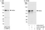 Helios Antibody in Western Blot (WB)