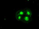 Hex Antibody in Immunocytochemistry (ICC/IF)