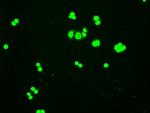 Hex Antibody in Immunocytochemistry (ICC/IF)