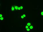 Hex Antibody in Immunocytochemistry (ICC/IF)