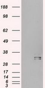 Hex Antibody in Western Blot (WB)