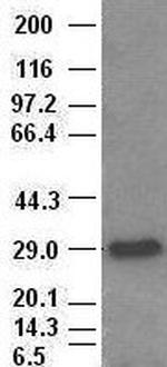 Hex Antibody in Western Blot (WB)