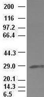 Hex Antibody in Western Blot (WB)