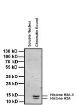 Histone H2A Antibody in Western Blot (WB)