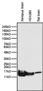 Histone H2B Antibody in Western Blot (WB)