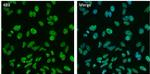 Histone H3 Antibody in Immunocytochemistry (ICC/IF)