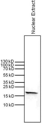 H3K14me2 Antibody in Western Blot (WB)