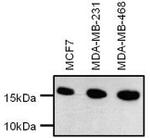 H3K14me2 Antibody in Western Blot (WB)